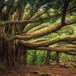 Meet your Posher, Brad